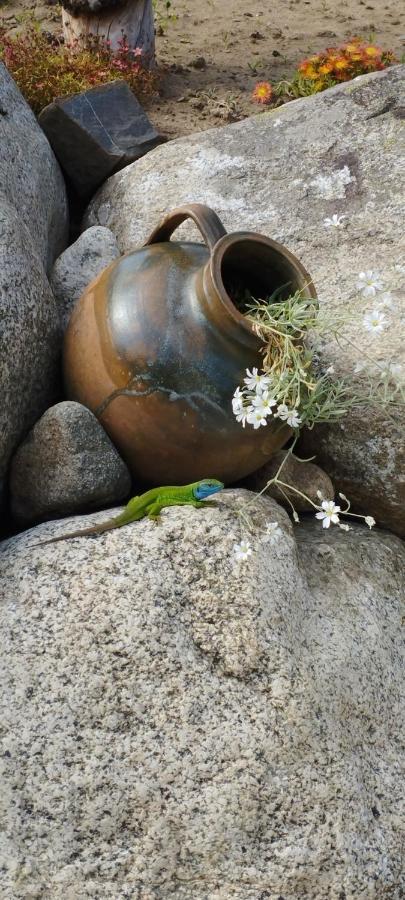 Къща За Гости Джонсън Ribaritsa Buitenkant foto